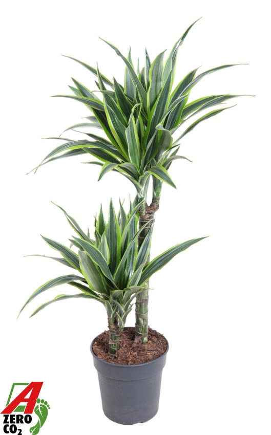 Dracaena Lemon Lime Jumbo 45-15, D 19