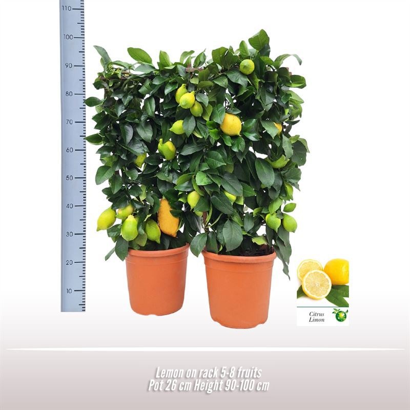 Citroen op rek, D 26