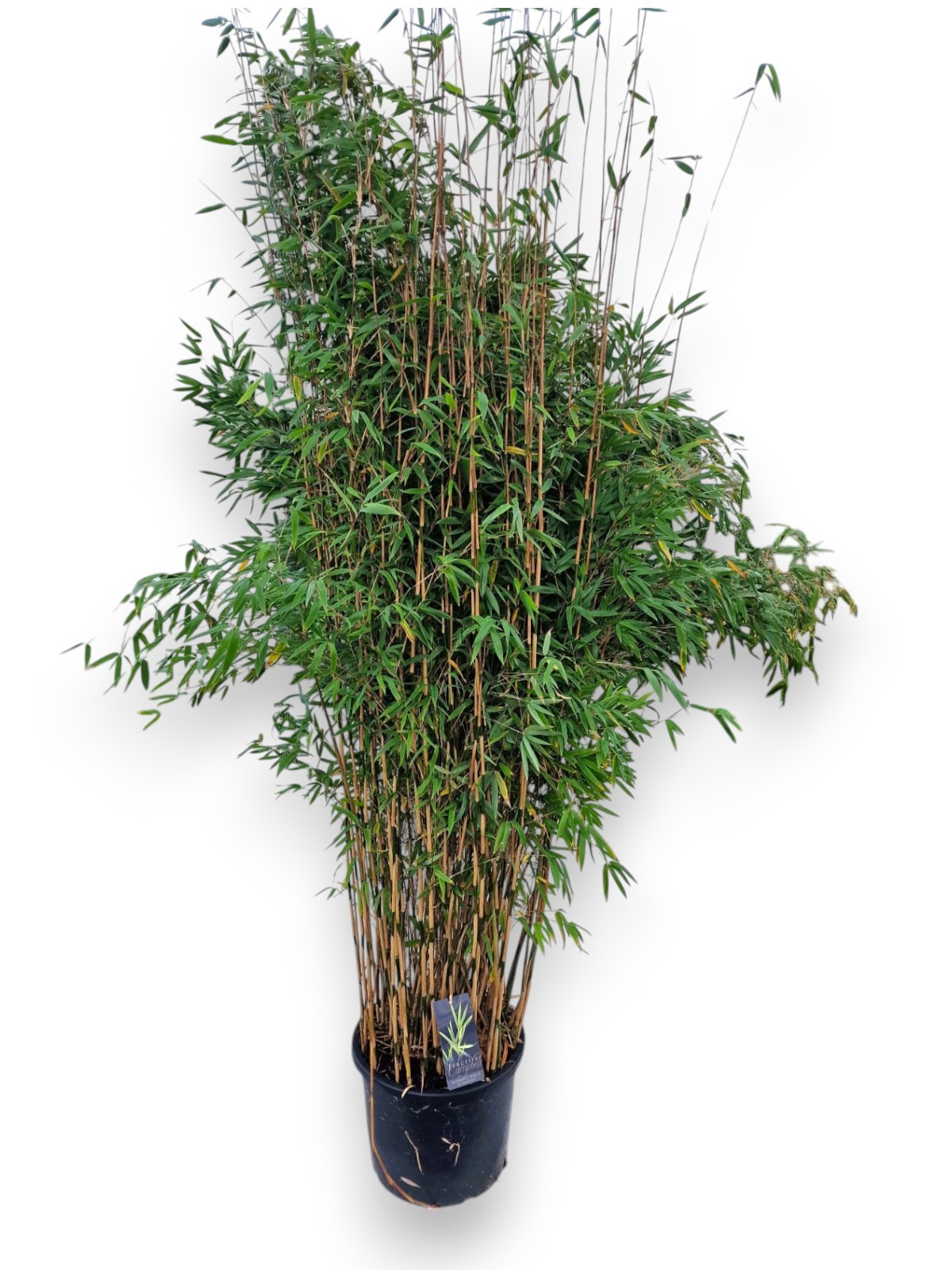 Fargesia 'Obelisk' ® C25/P40 - Niet-woekerende Bamboe, D 40