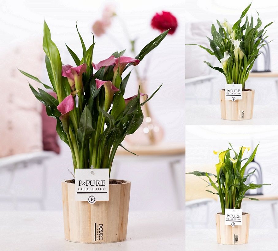 Zantedeschia mix in P&PURE Wood 5, D 12
