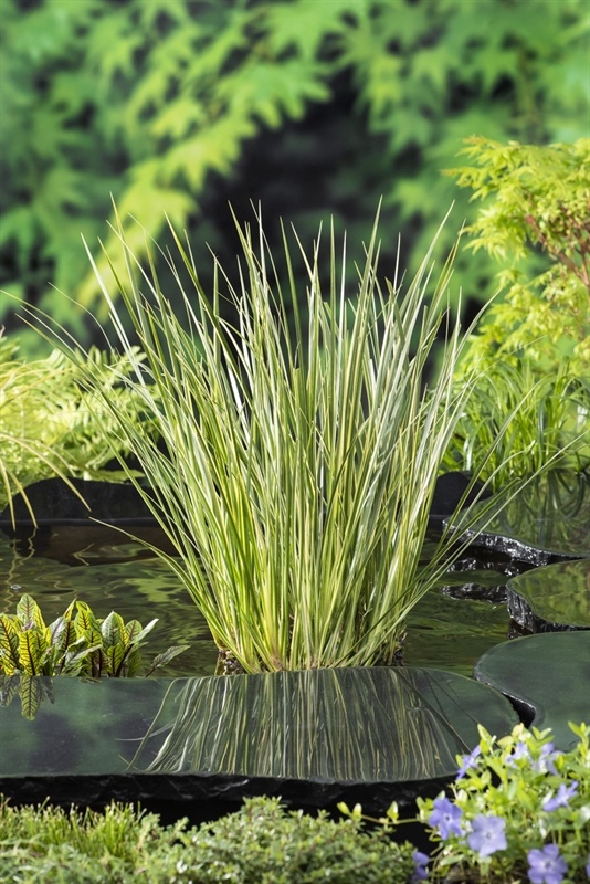 Acorus calamus Gramineus, D 9