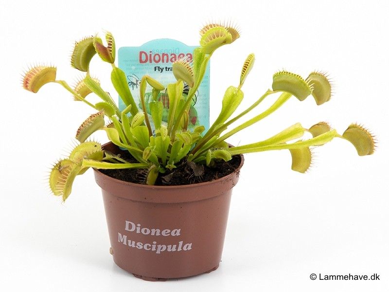 DIONAEA MUSCIPULA 123, D 9 cm DIONAEA MUSCIPULA 123, D 9 cm