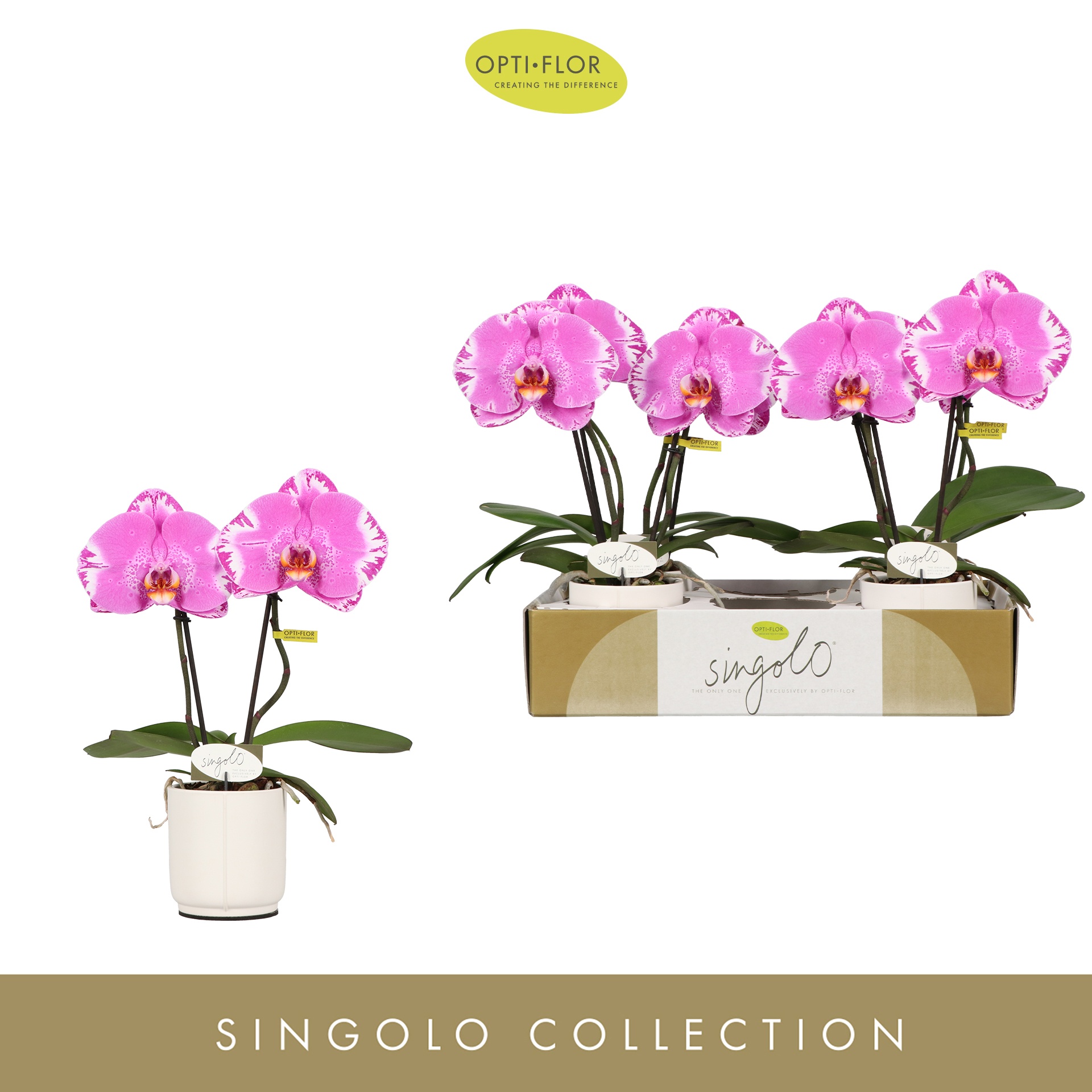 Singolo & Co Victorio in Lazio White, D 9 cm