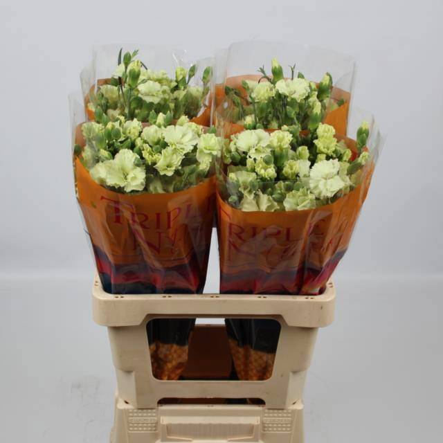 Диантус куст. Соломио Берн, шт.