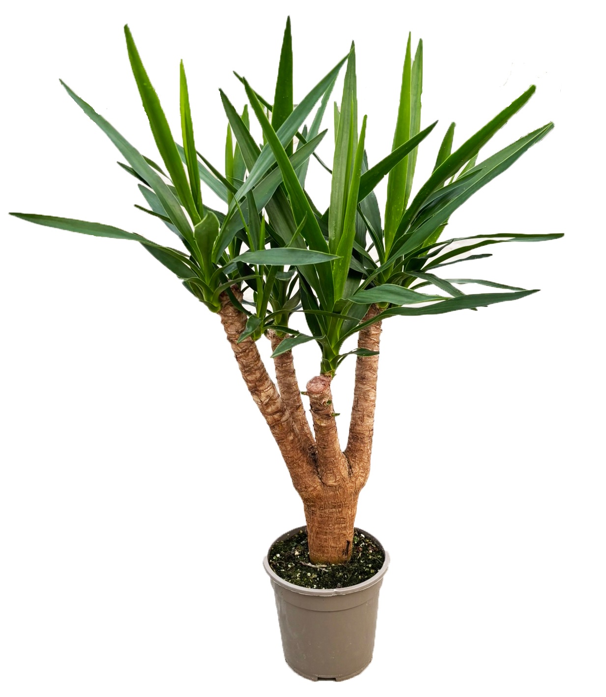 Yucca elephantipes vertakt, D 19