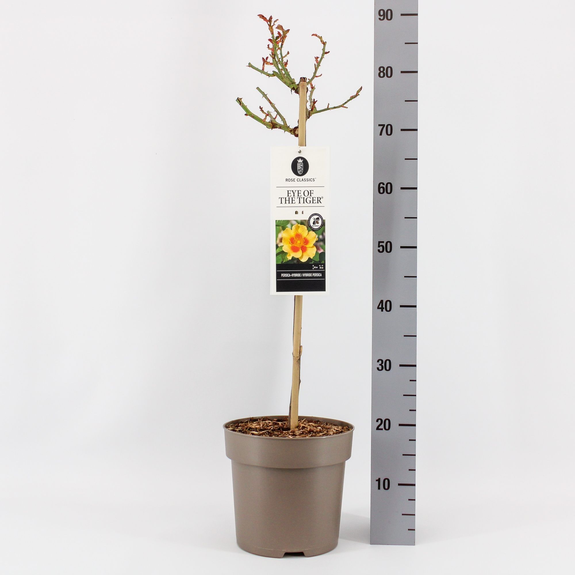 Rosa (Persica) Eye of the Tiger ®, stam 50, C6, D 24