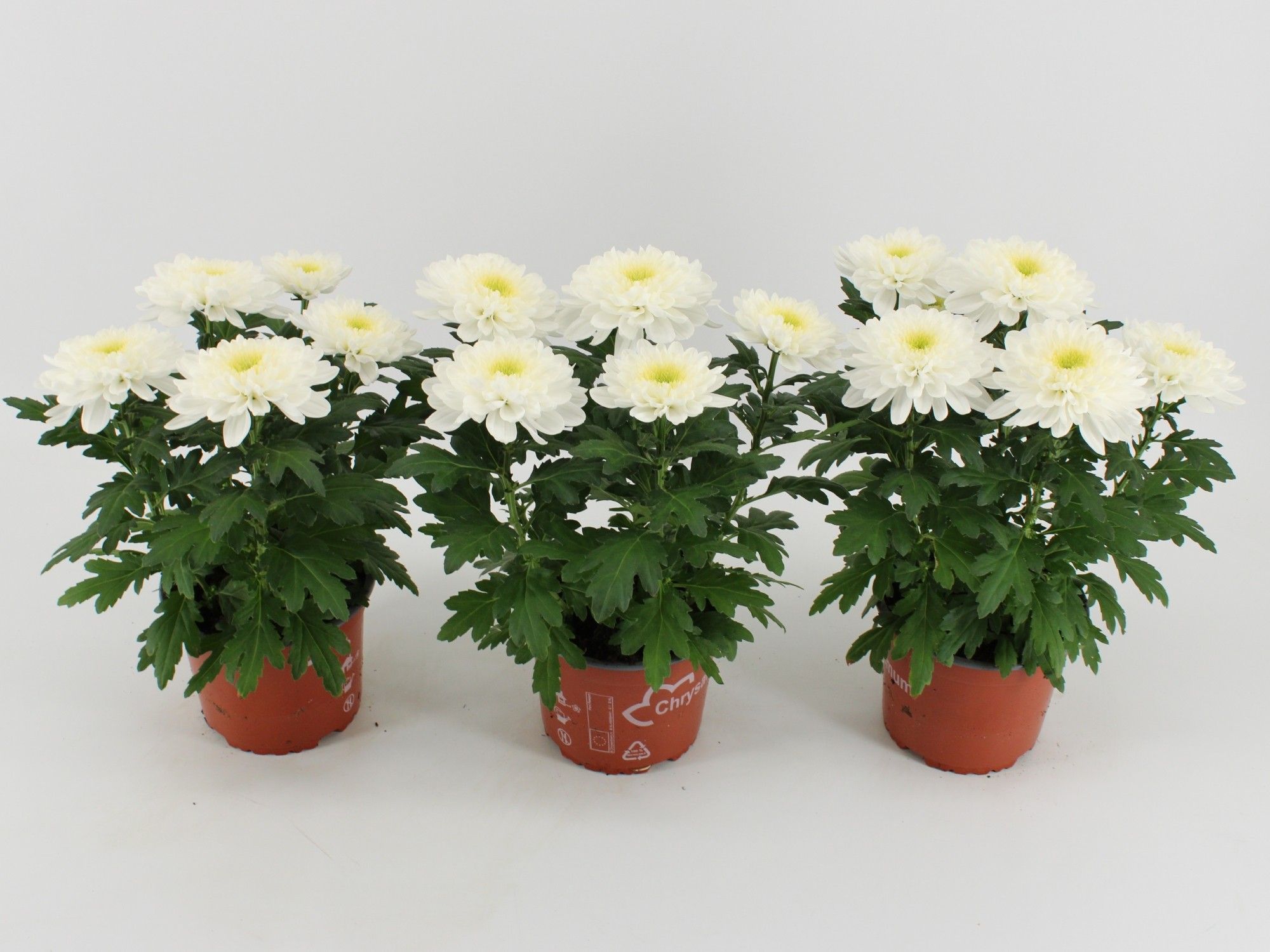 Chrysant Zembla Wit, D 15