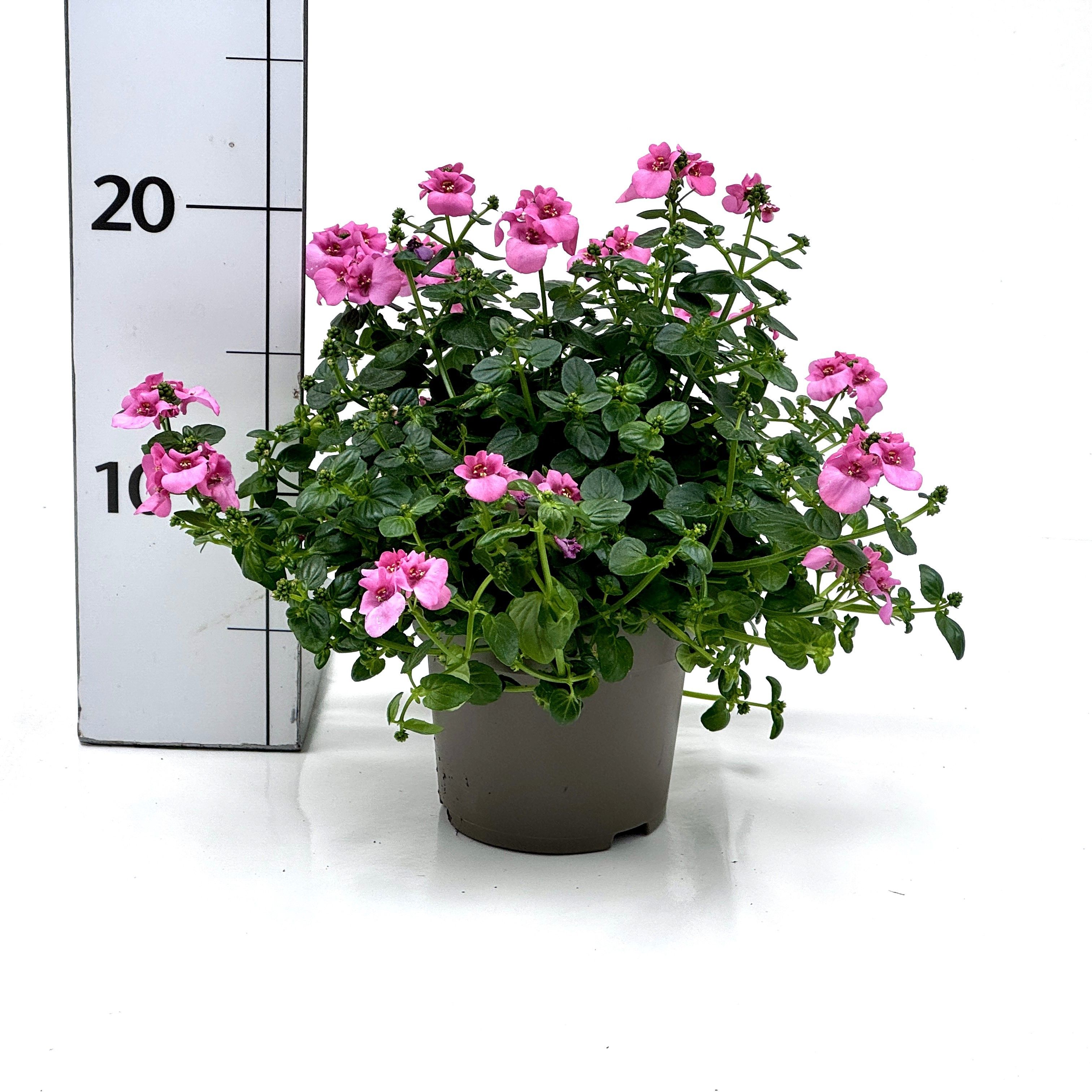 Diascia barberae, D 10,5