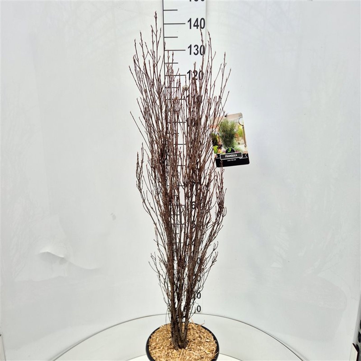Frangula alnus Fine Line, D 32