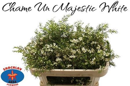 Шамелациум Мэджестик Вайт 70, шт.