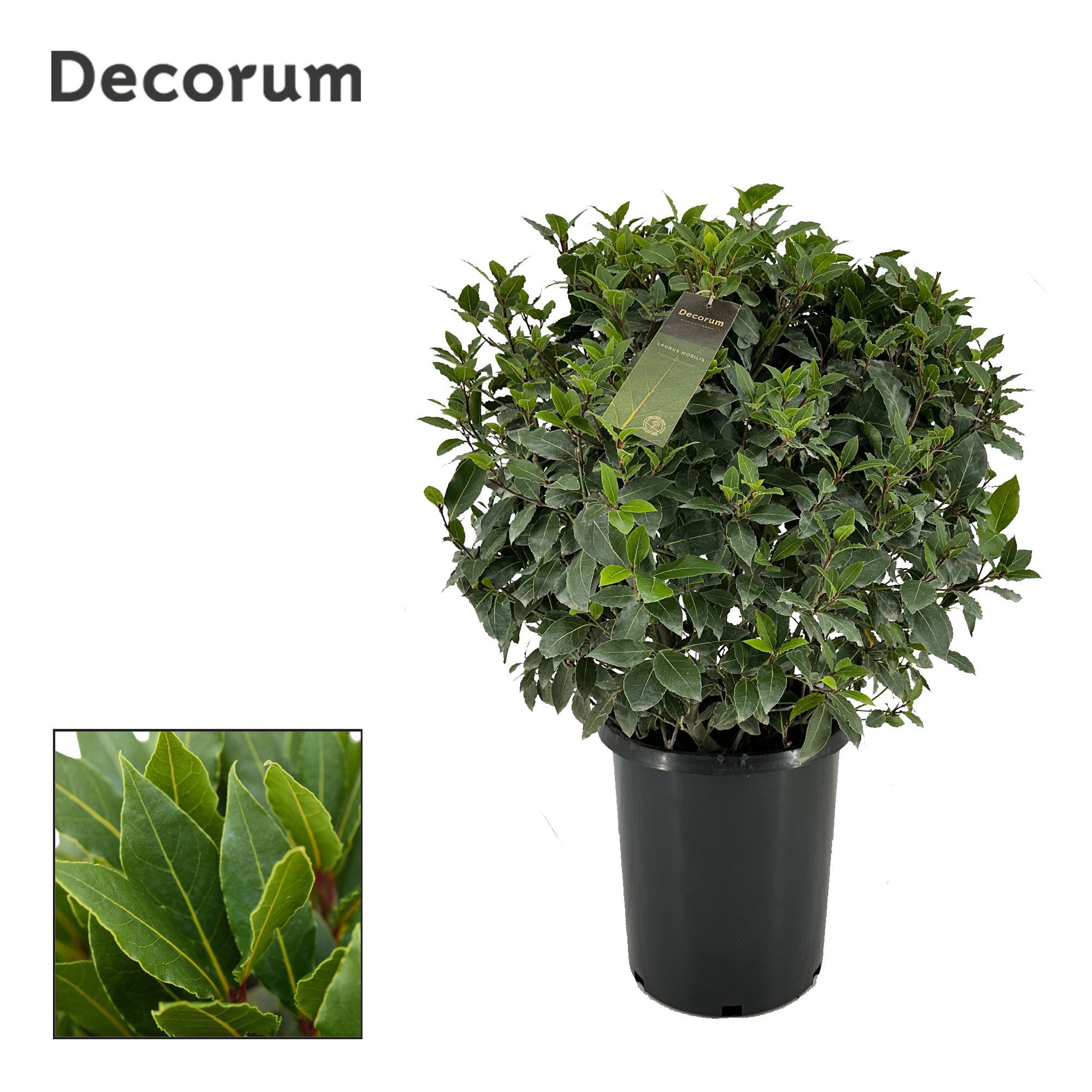 Laurus nobilis Bol zonder stam, D 30