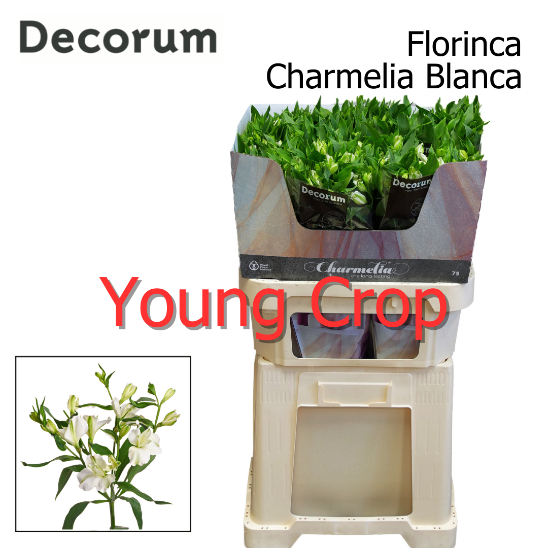 Альстромерия Шармелия Бланк (бел.), шт.