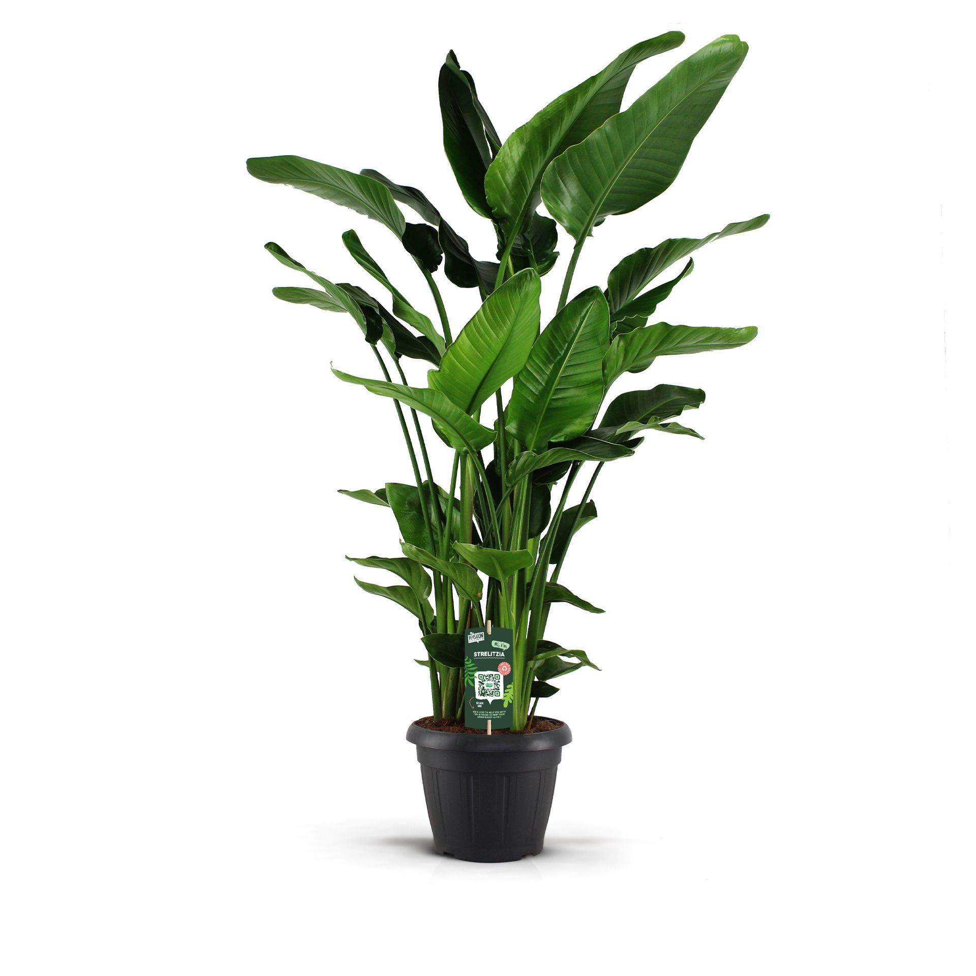 Strelitzia Nicolai 35 XXL 9 stekken, D 35