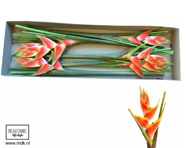 Геликония Рэд Джевел x6, шт.