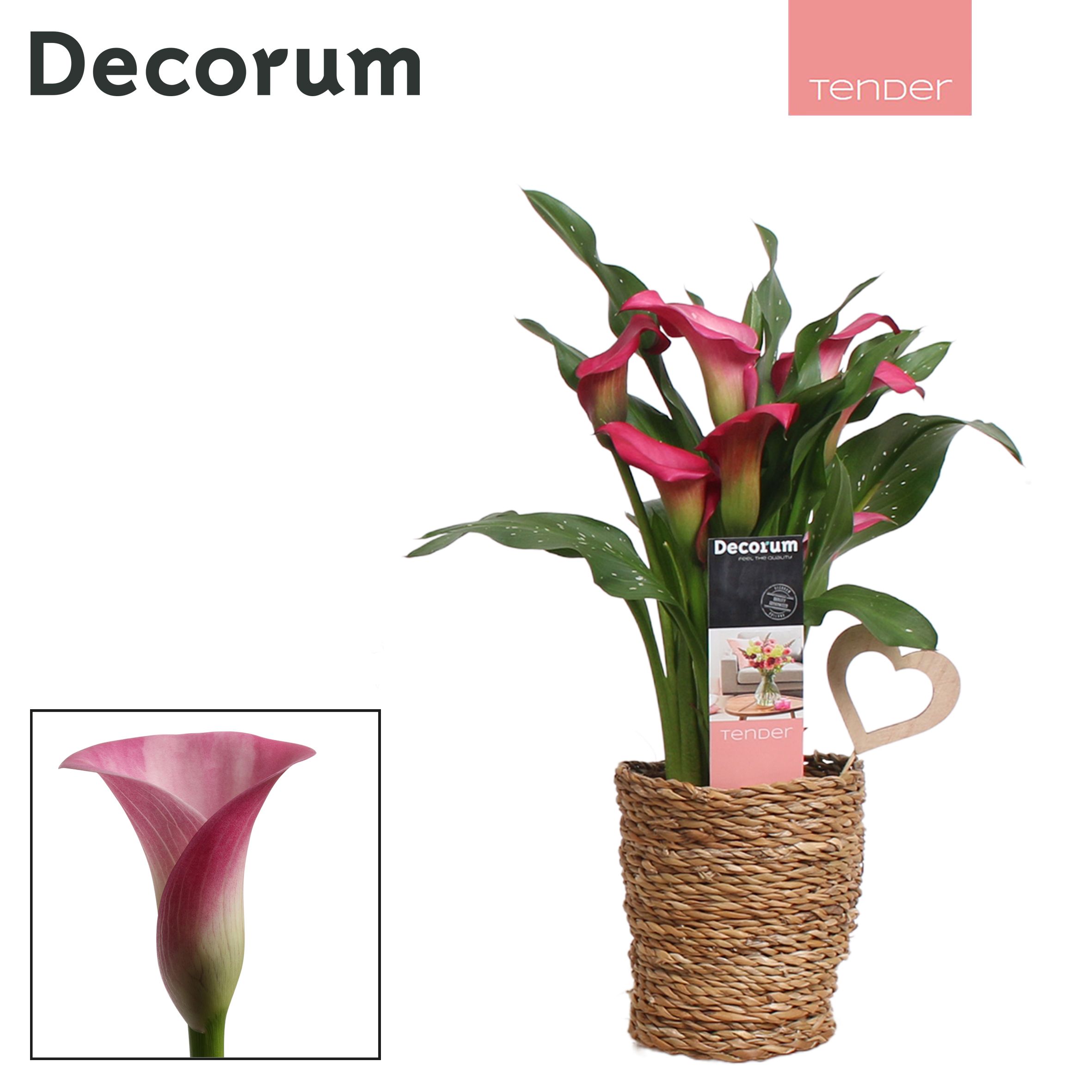Zantedeschia (Calla) Roze in Ompot Ruby LOVE (Decorum), D 12