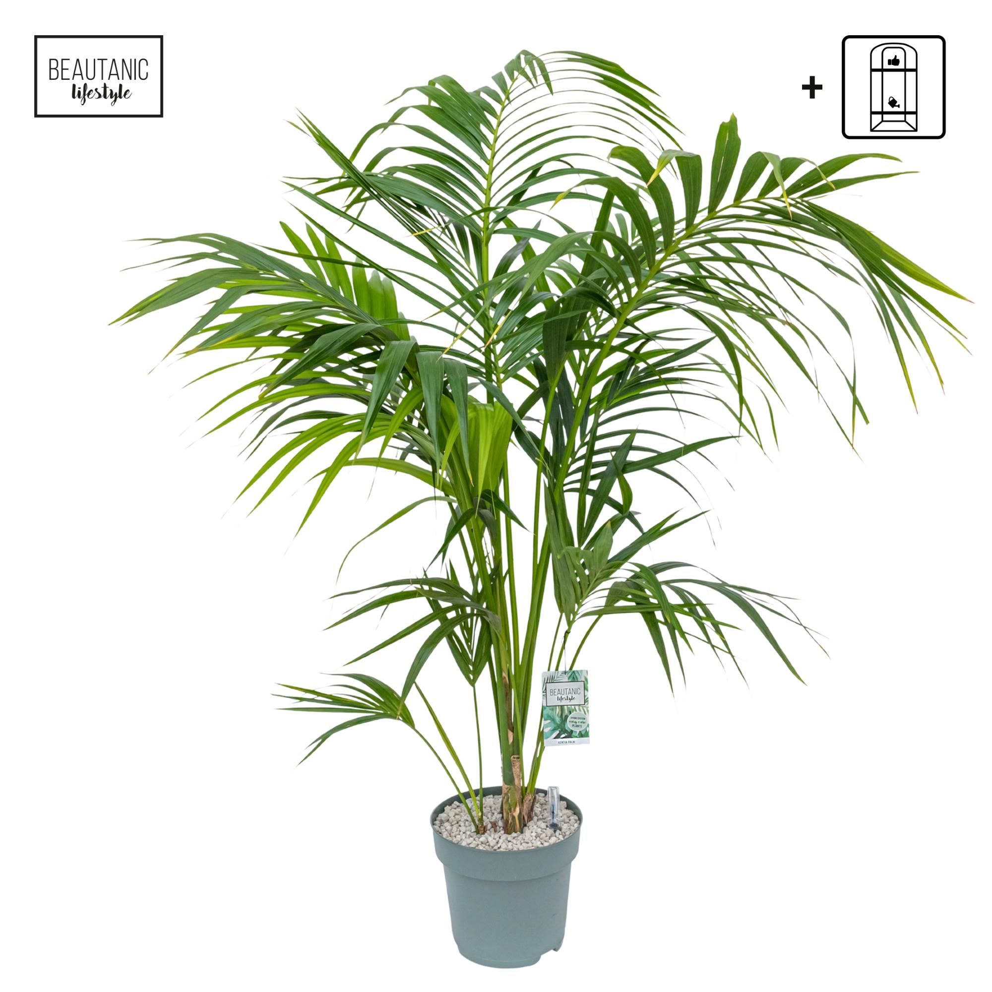 Howea Forsteriana, D 27 cm