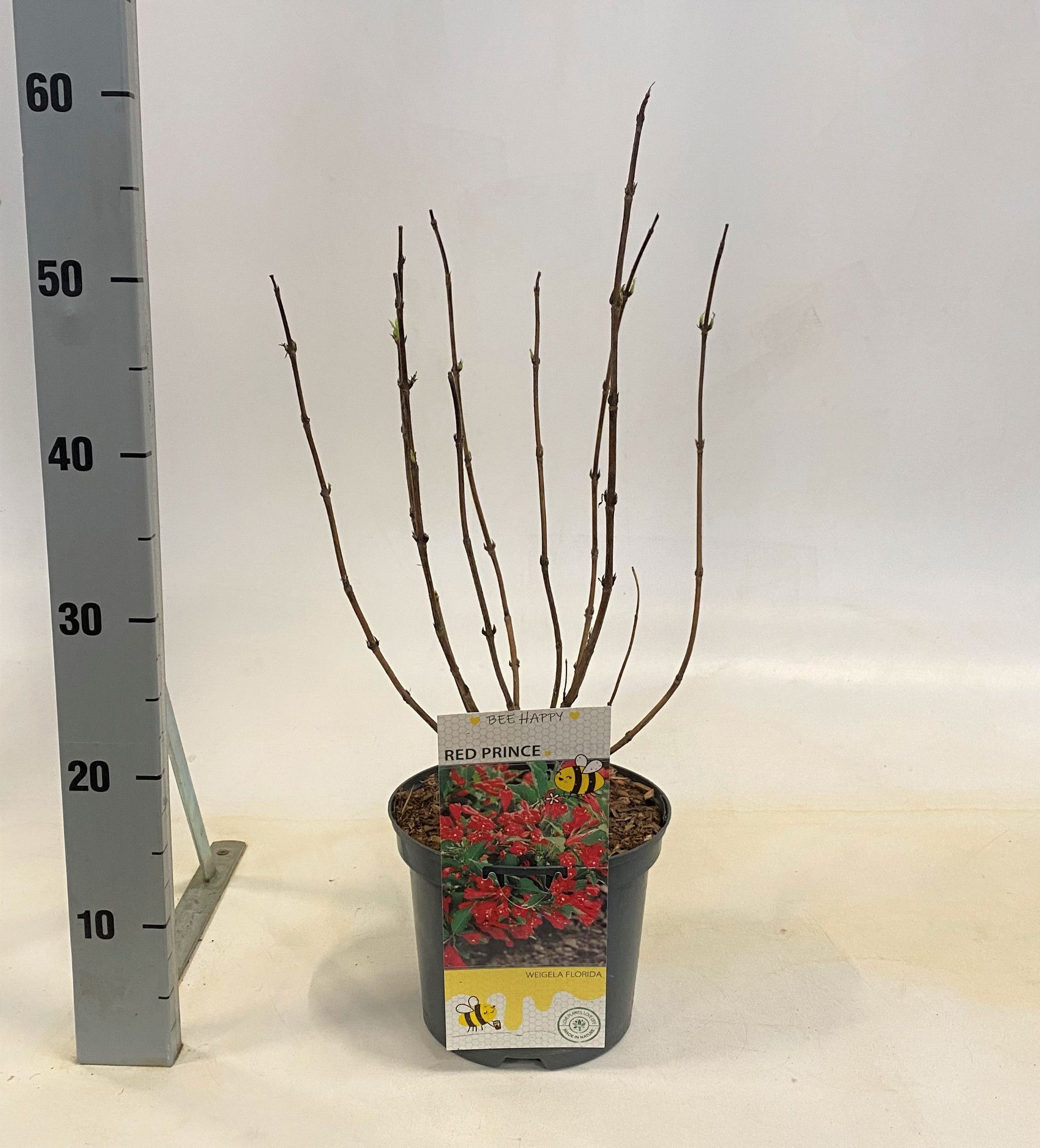 Weigela 'Red Prince', D 19