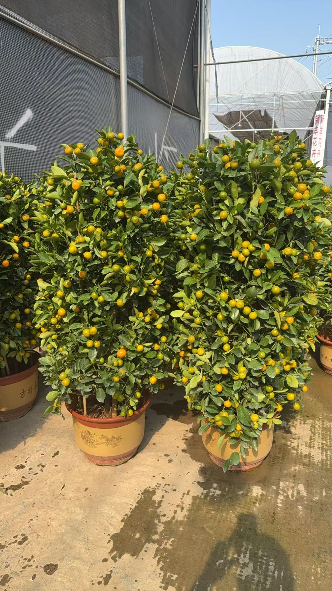 Китрус ретикулата Бланко 400-йир-олд оранж 40 150