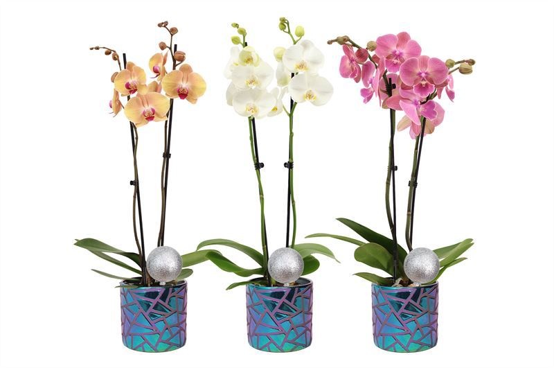 Dolomite p12 Electroplated Holly mix Phal mix 2T14+, D 12