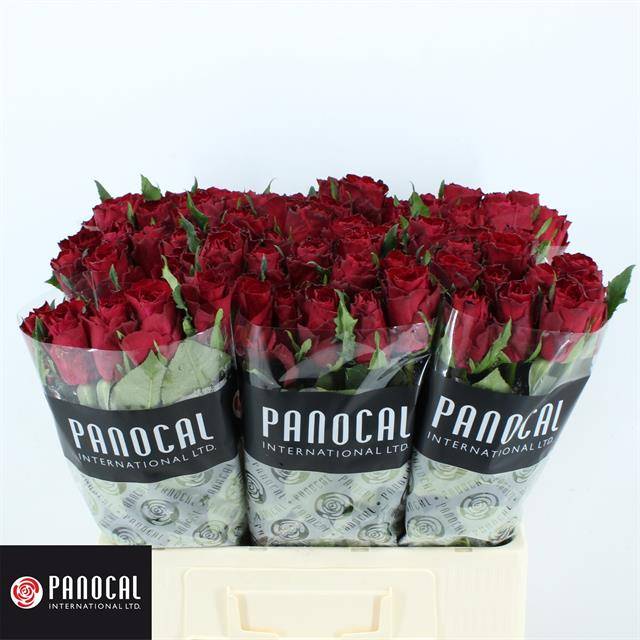 Роза од. Мадам Рэд 60, шт. Роза од. Мадам Рэд 60, шт.
