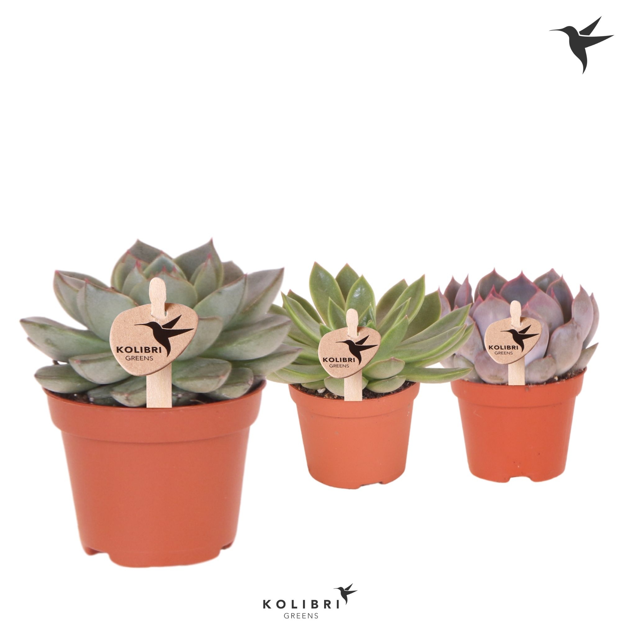 Kolibri Greens Succulenten Echeveria mix, D 6