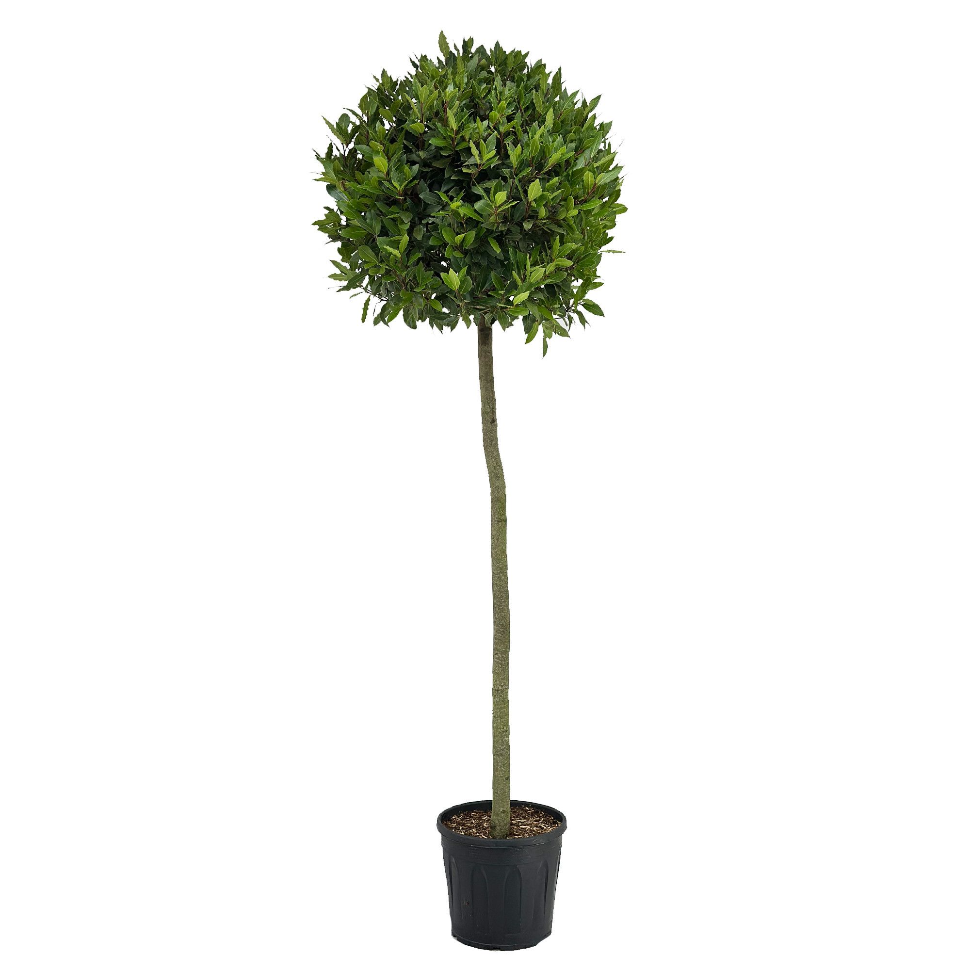 Laurus nobilis Bol op stam, D 30