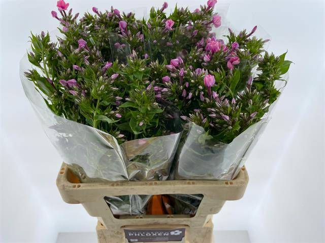 Флокс Кики 60, шт.