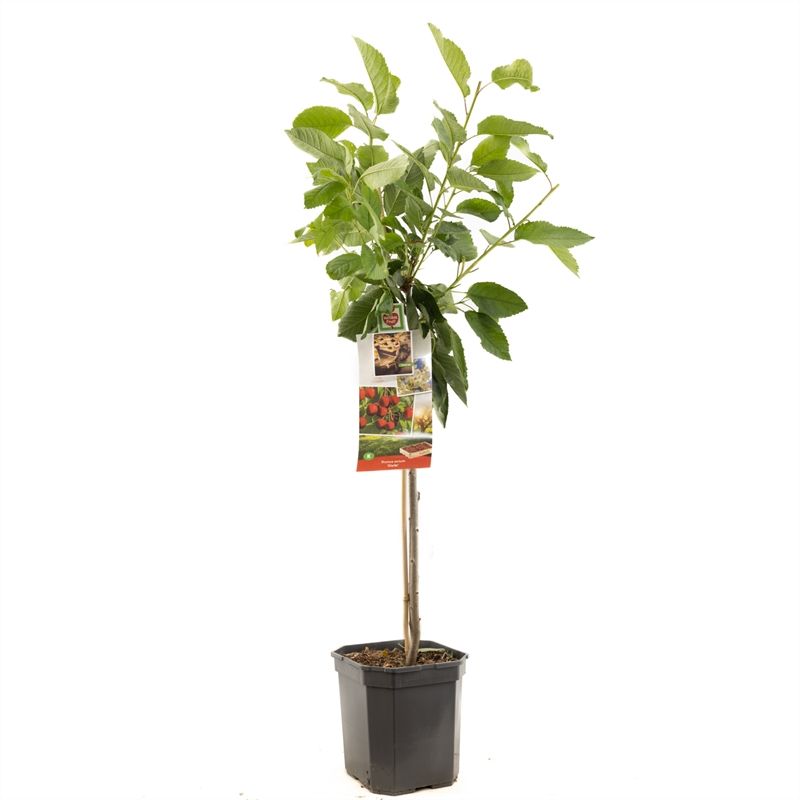 Prunus avium Stella laagstam Rode zoete kers, D 24