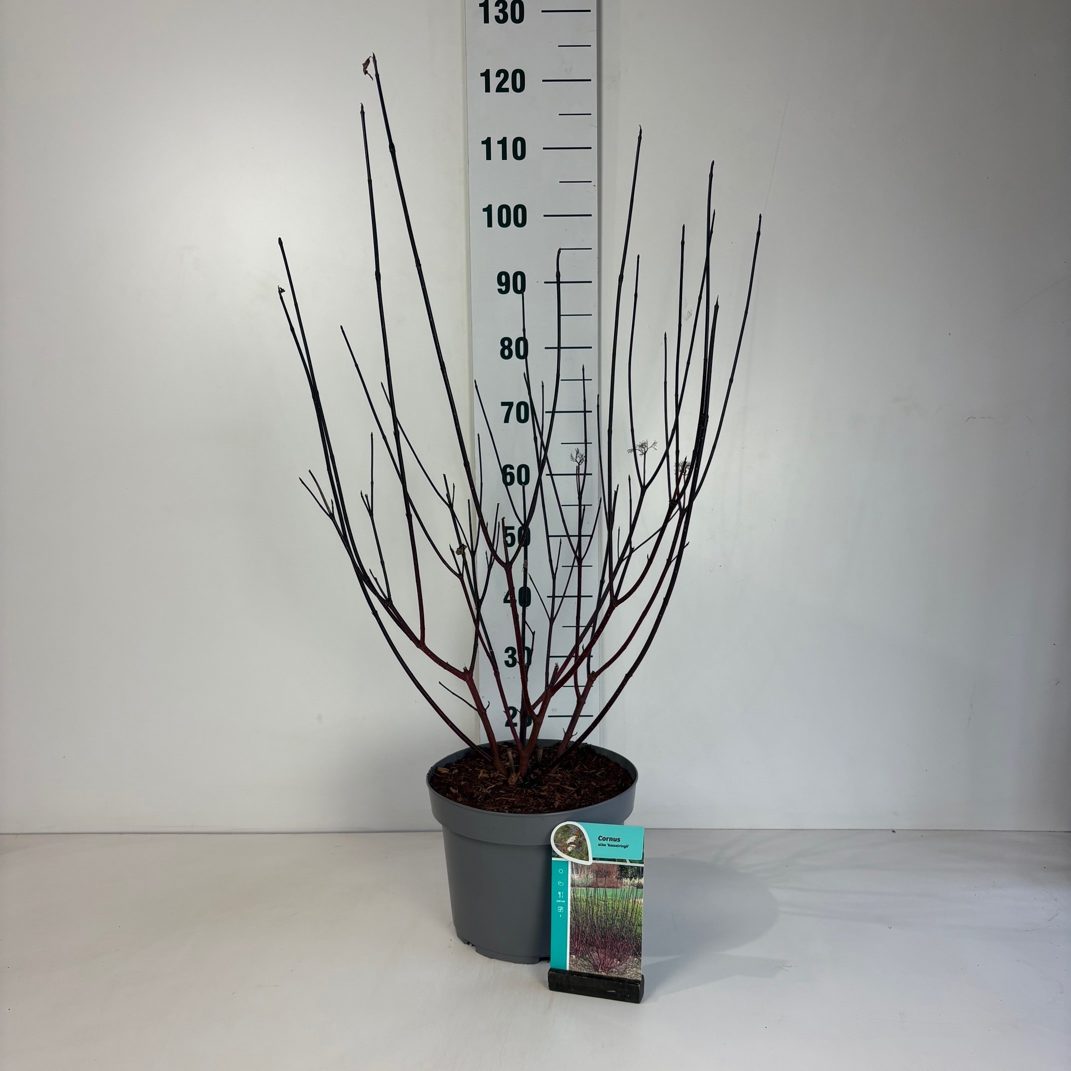 Cornus alba Kesselringii, D 29
