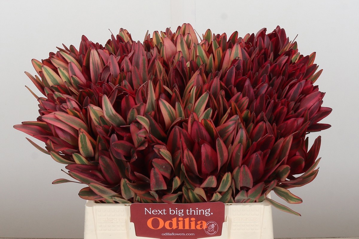 Леукадендрон Джестер 40, шт.