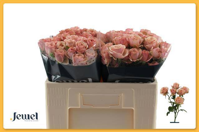 Роза куст. Дестини 50, шт.