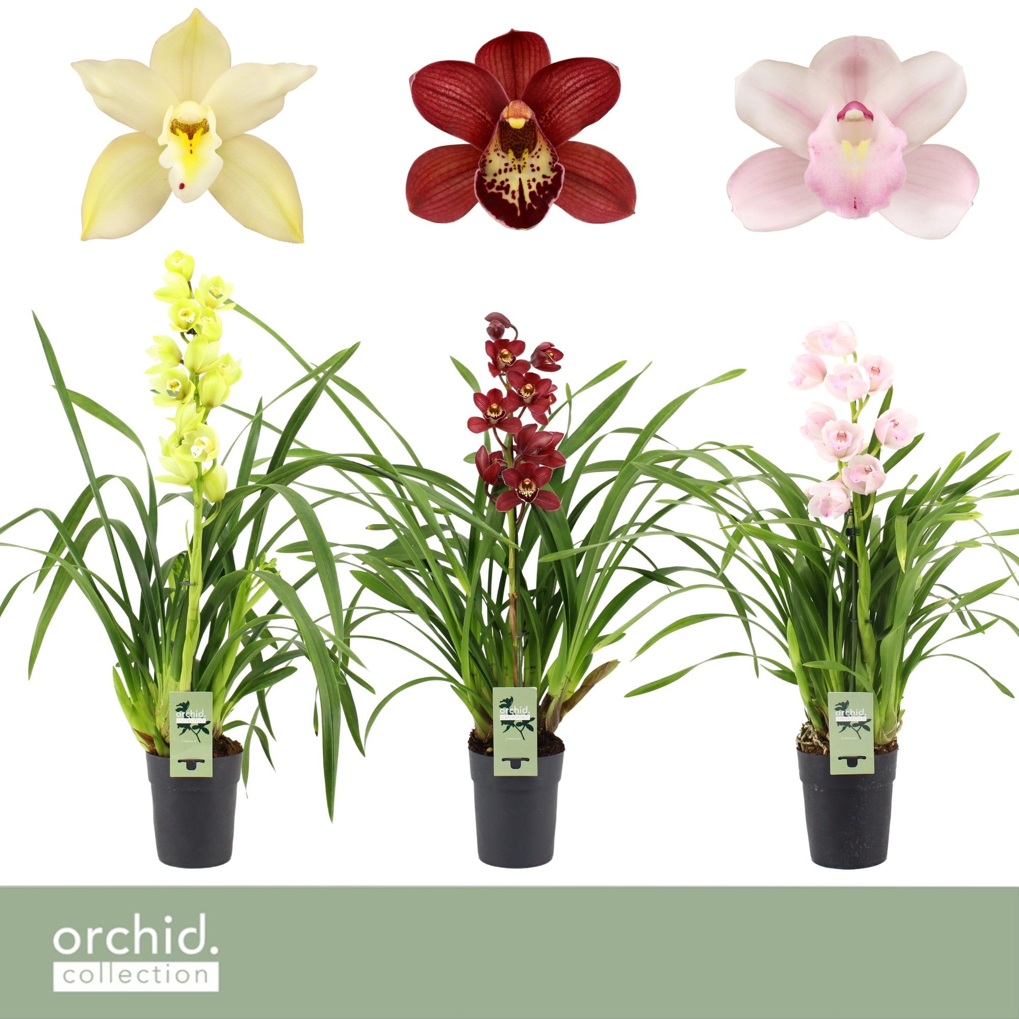 Cymbidium, Mix 1-spike P14 'Orchid Collection', D 14 cm