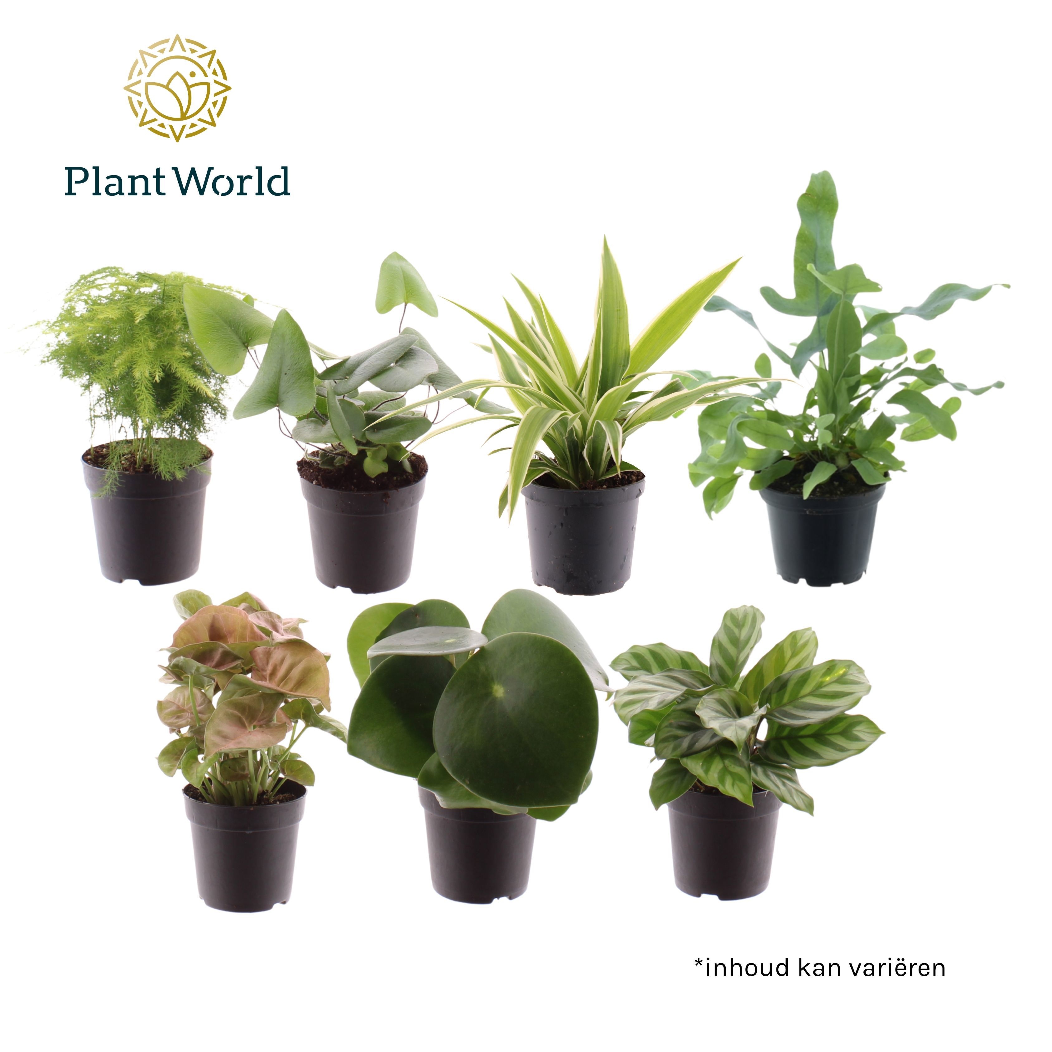 Keen on Green mix Florida 7 cm, D 7