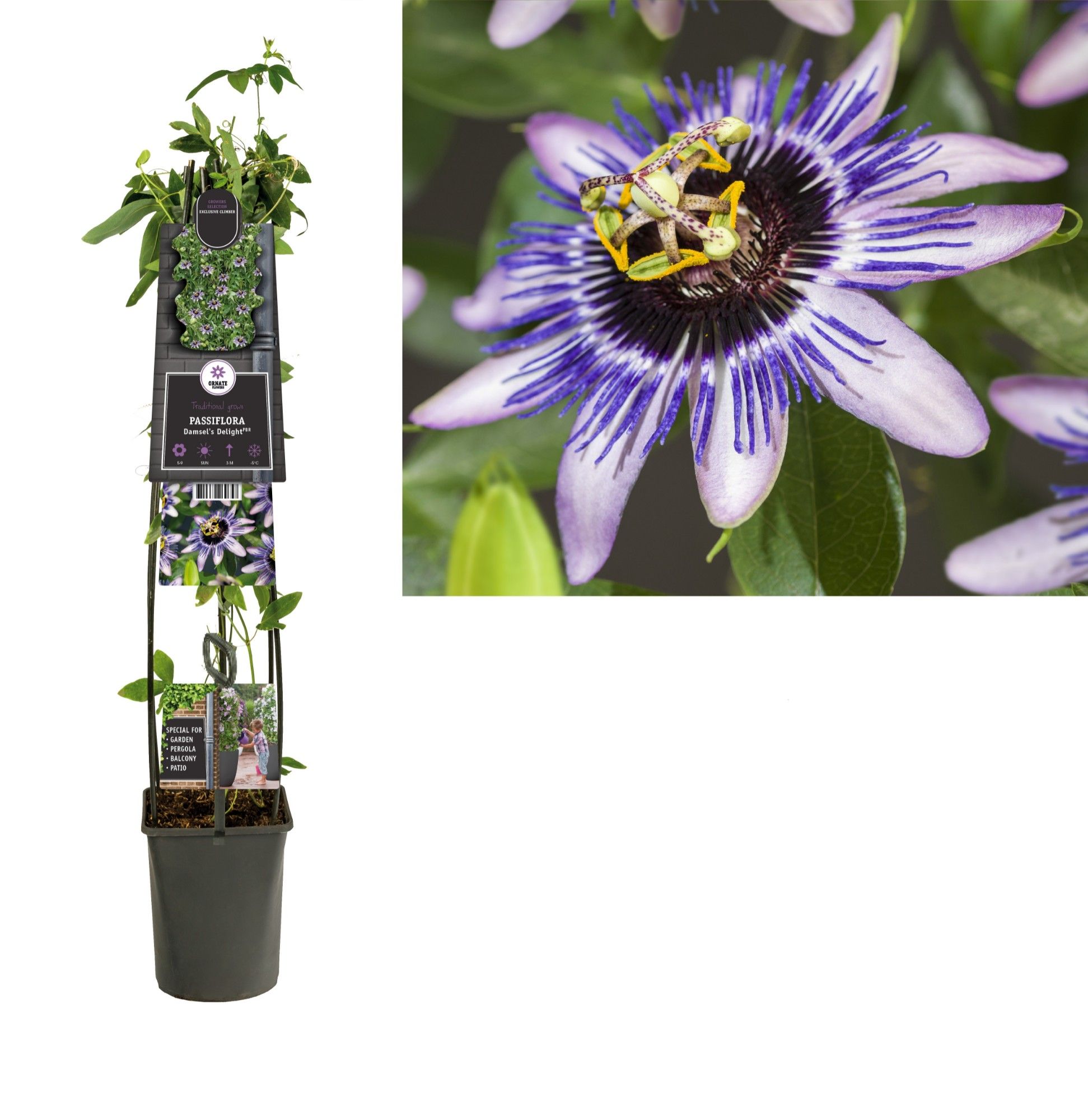 Passiflora 'Damsel's Delight' +3.0 label, D 23