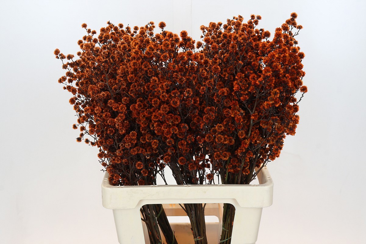 Стиллинджия Овериг Крашеная (краш. ) 70, шт.