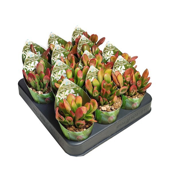 CRASSULA PORTULACEA IBRIDA VARIEGATA - POT Ø 6,5 WITH POTCOVER (SUCCULENTEN), D 6,5