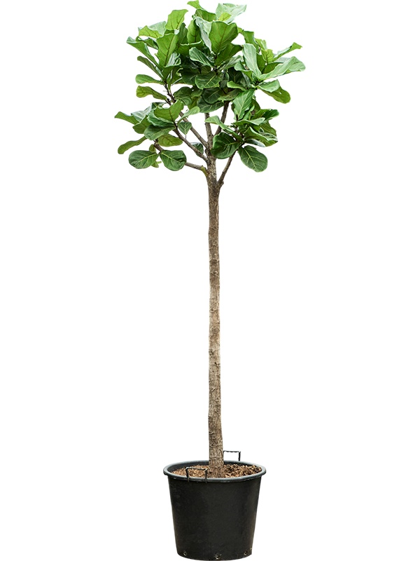 Ficus lyrata, D 55