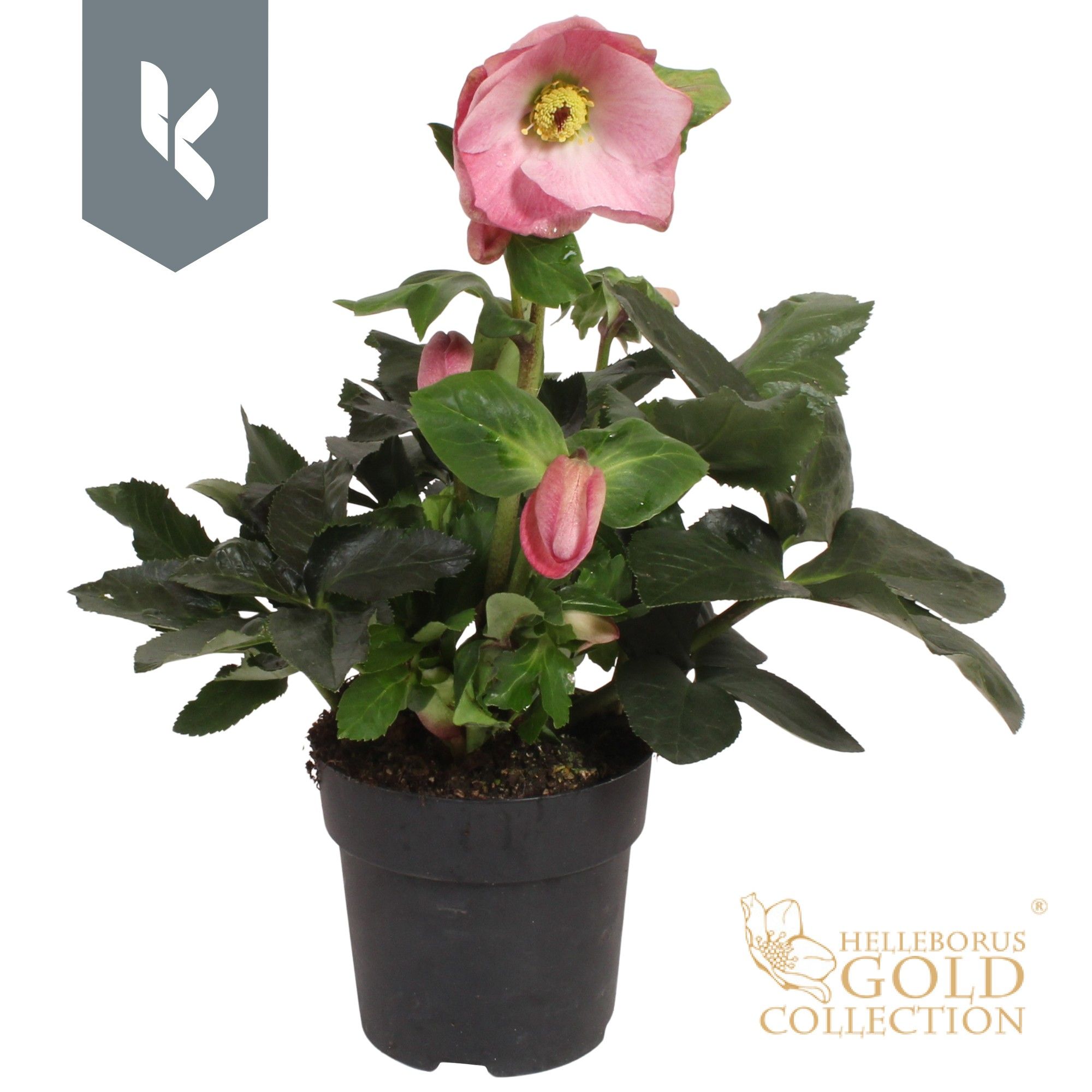 HGC Helleborus Winter Ballet Kacy, D 15 cm