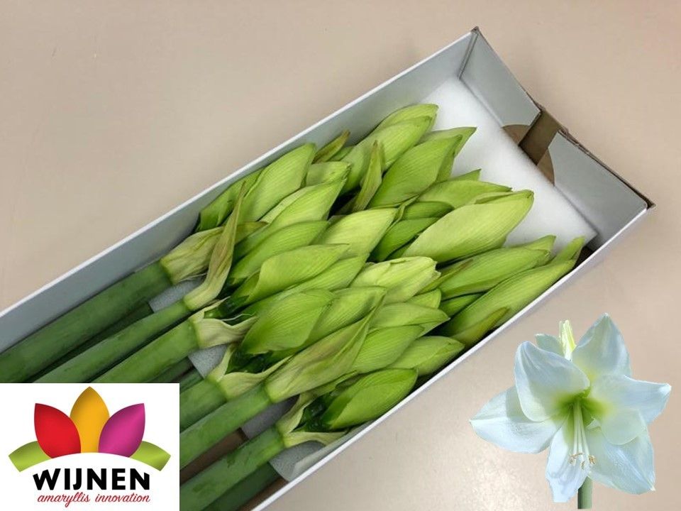 Амарилис Албарино (бел.) x12, шт.