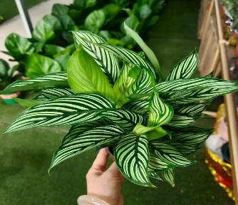 Калатея витатта 11 35 (предзаказ)