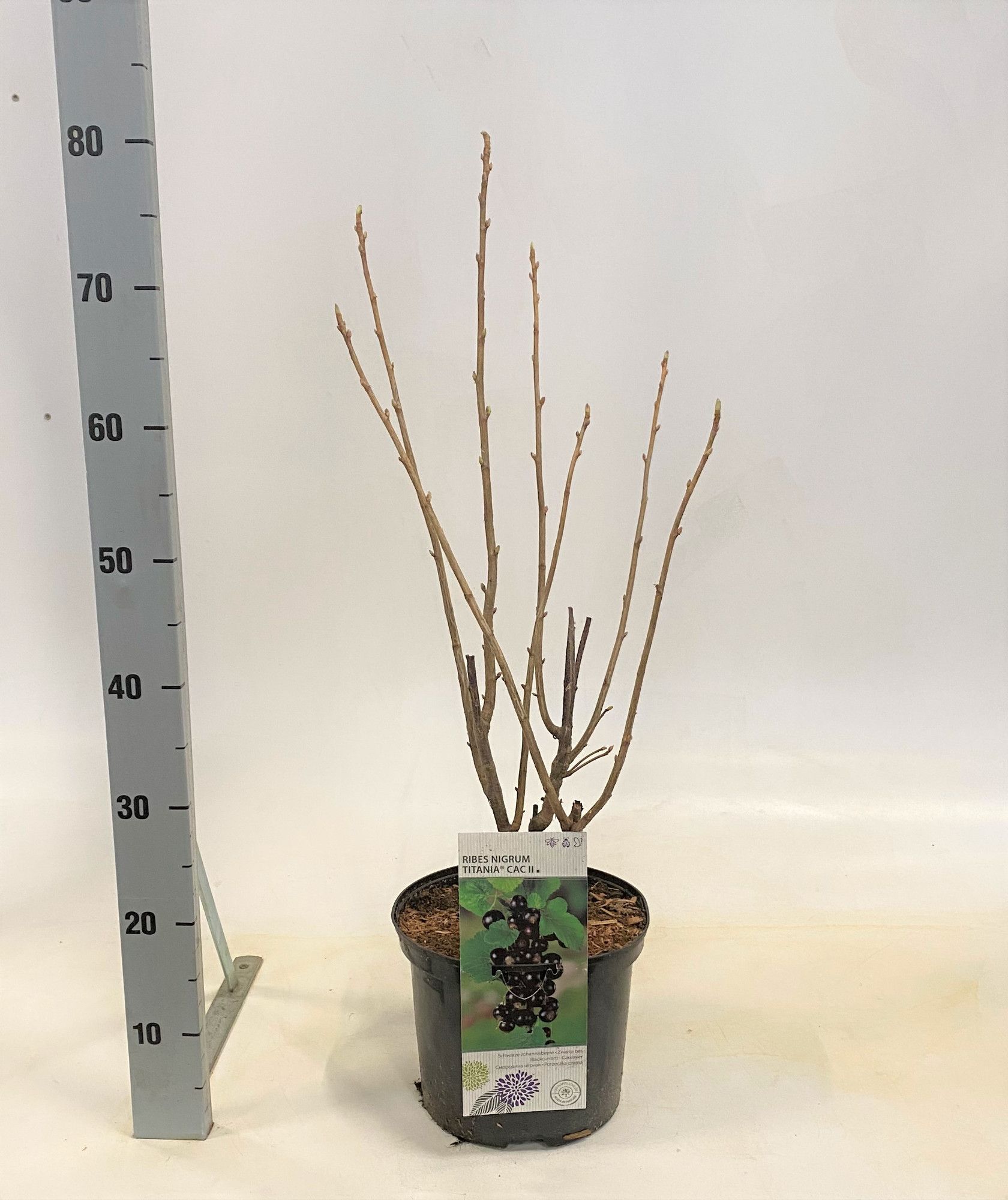 Ribes nigrum Titania, D 23