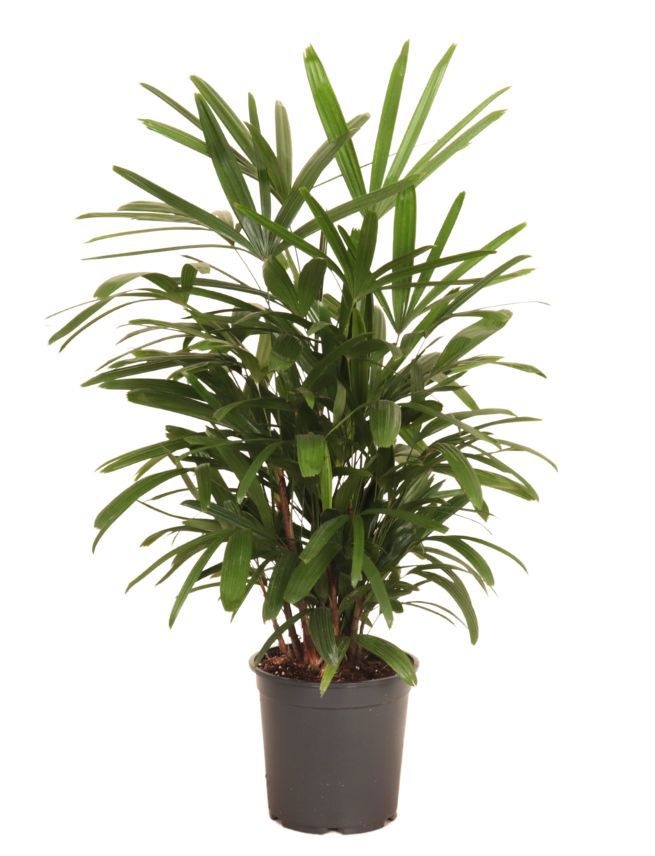 Rhapis excelsa, D 24 cm