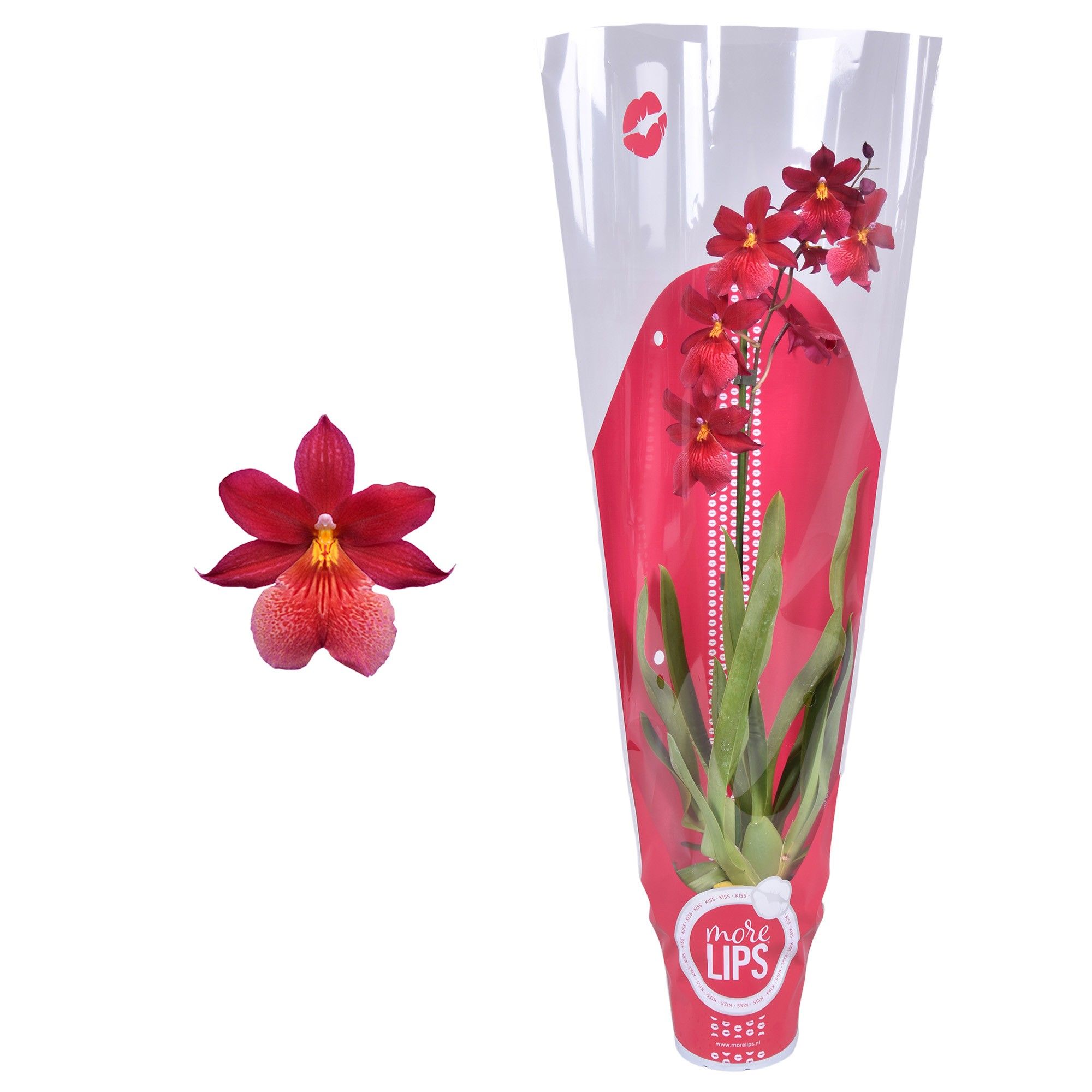 MoreLIPS® Cambria 'Nelly Isler' 1 tak met rode showhoes, D 12