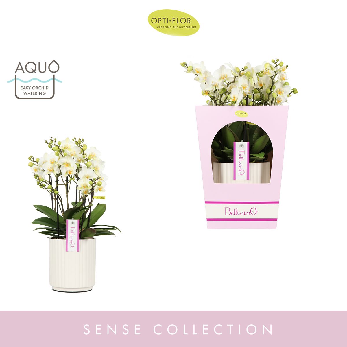 Bellissimo Bella in Molise White Aquo Giftbox, D 15 cm