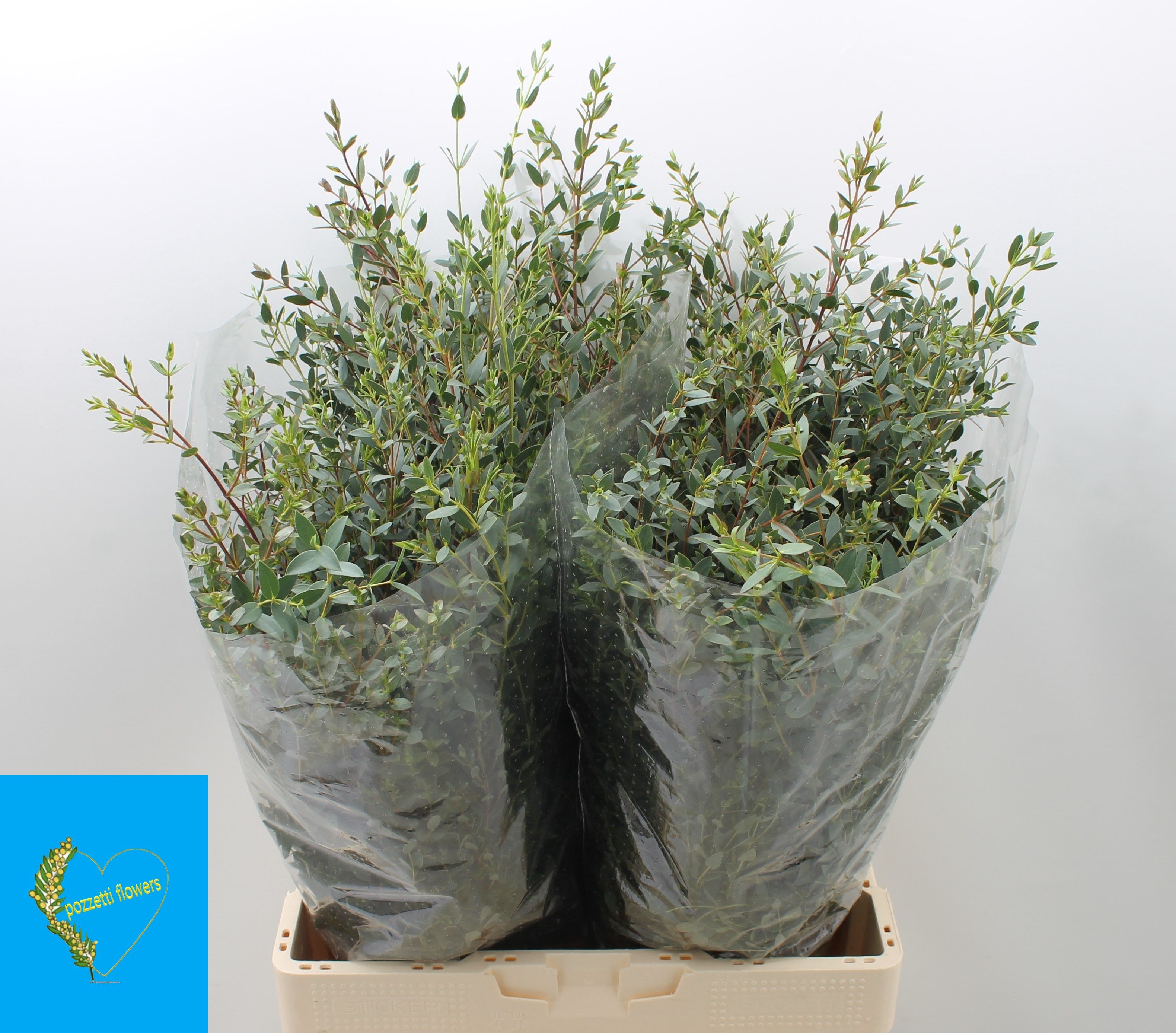 Эвкалипт Парвифолия за пучок 70, пуч. Эвкалипт Парвифолия за пучок 70, пуч.