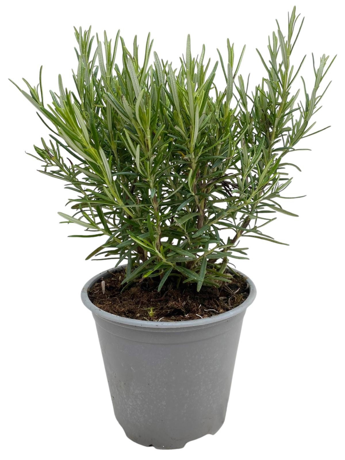 Rosmarinus off., D 14