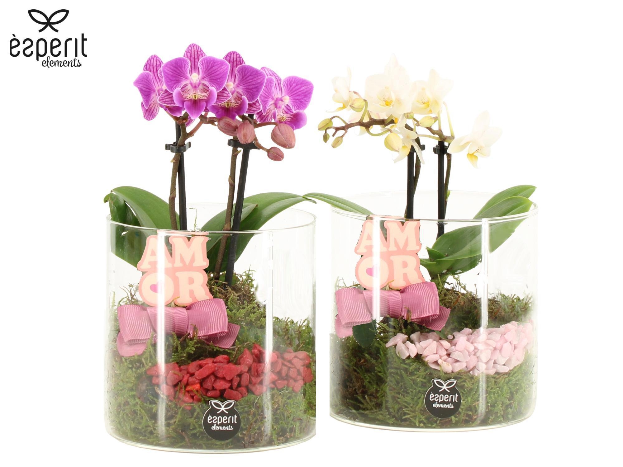 22120: Lovess arrangement, D 12