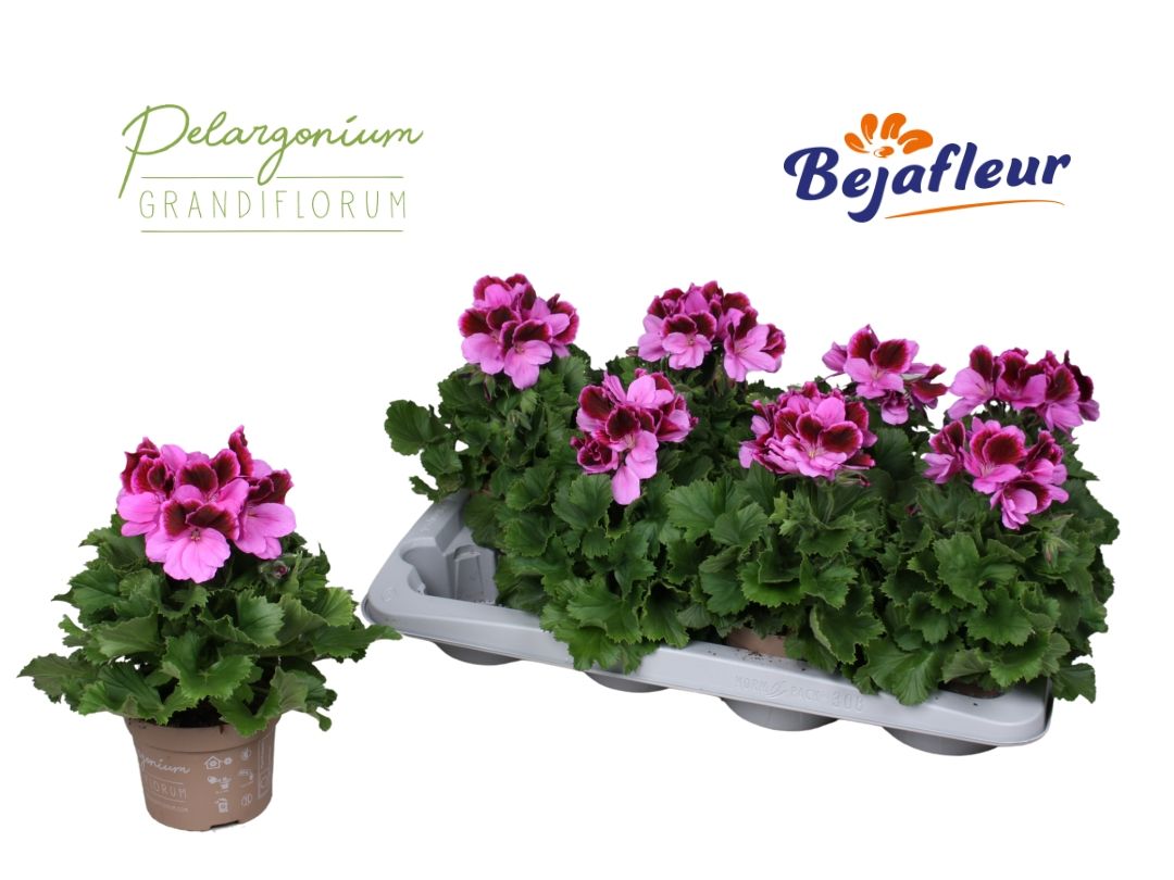 Pelargonium Grandiflorum Judith, D 12