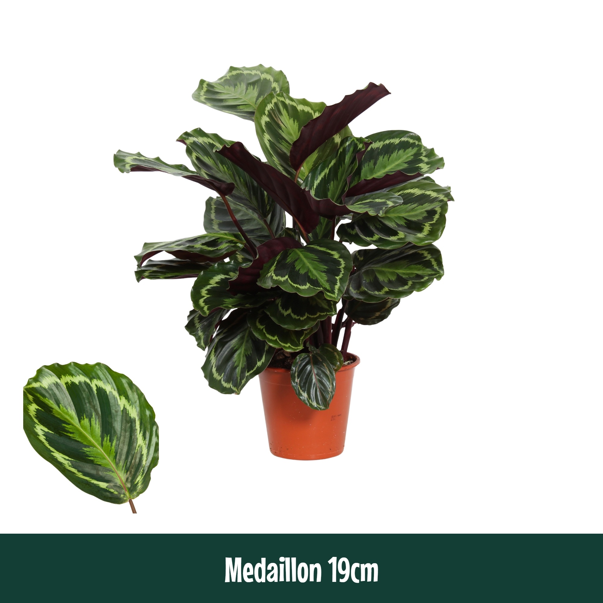 Calathea 19cm Medaillon - Living, D 19