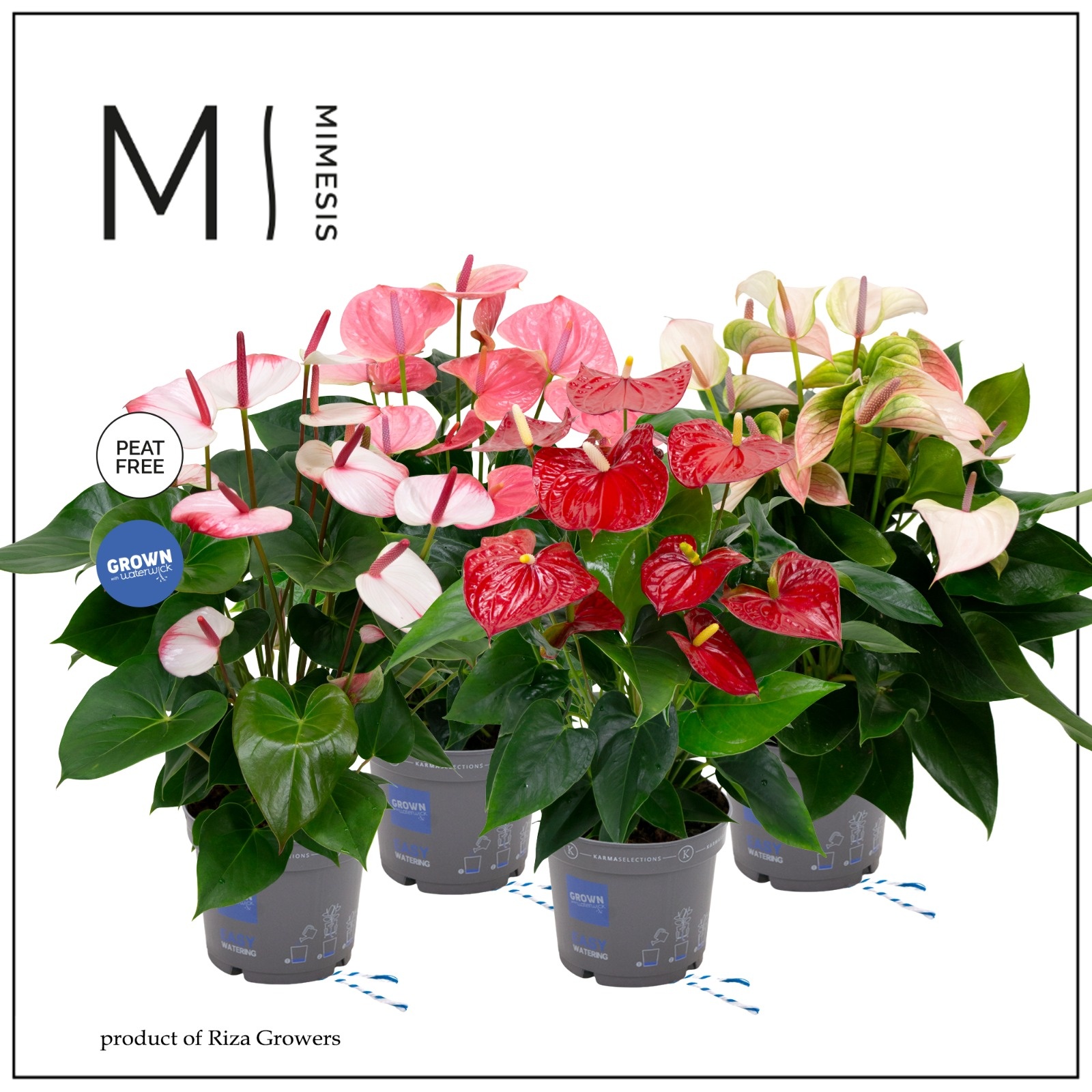 Mimesis Anthurium KARMA Happy mix - 17 cm, D 17
